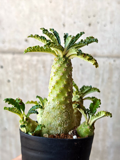 【現品限り】ドルステニア・ラブラニー 実生【M37】 Dorstenia lavrani