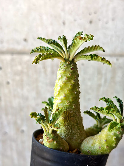 【現品限り】ドルステニア・ラブラニー 実生【M37】 Dorstenia lavrani