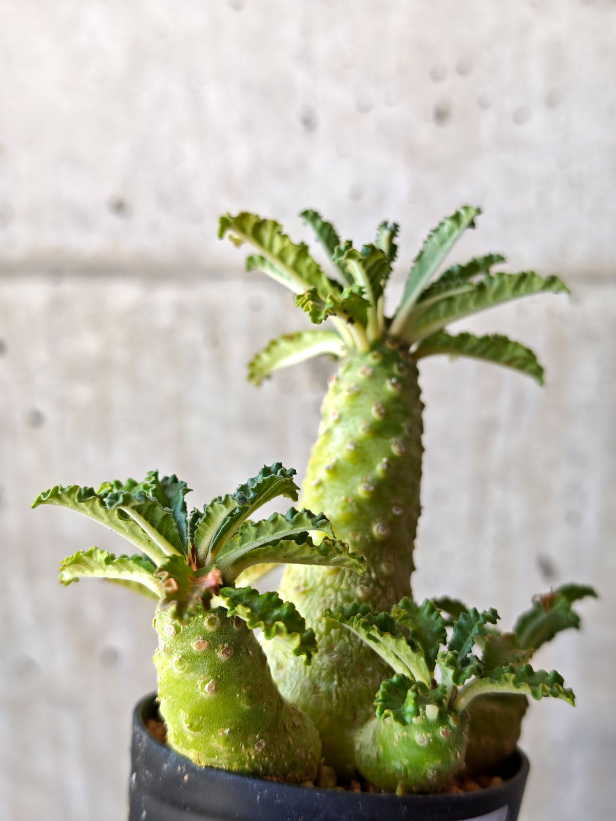 【現品限り】ドルステニア・ラブラニー 実生【M37】 Dorstenia lavrani