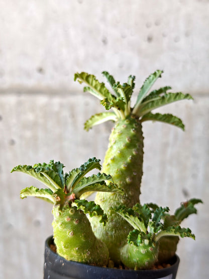 【現品限り】ドルステニア・ラブラニー 実生【M37】 Dorstenia lavrani