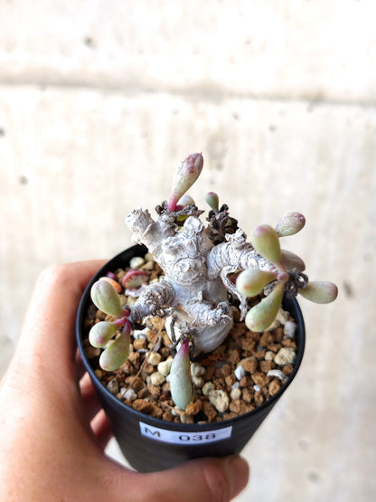 【現品限り】オトンナ・クラビフォリア 実生【M38】 Othonna clavifolia