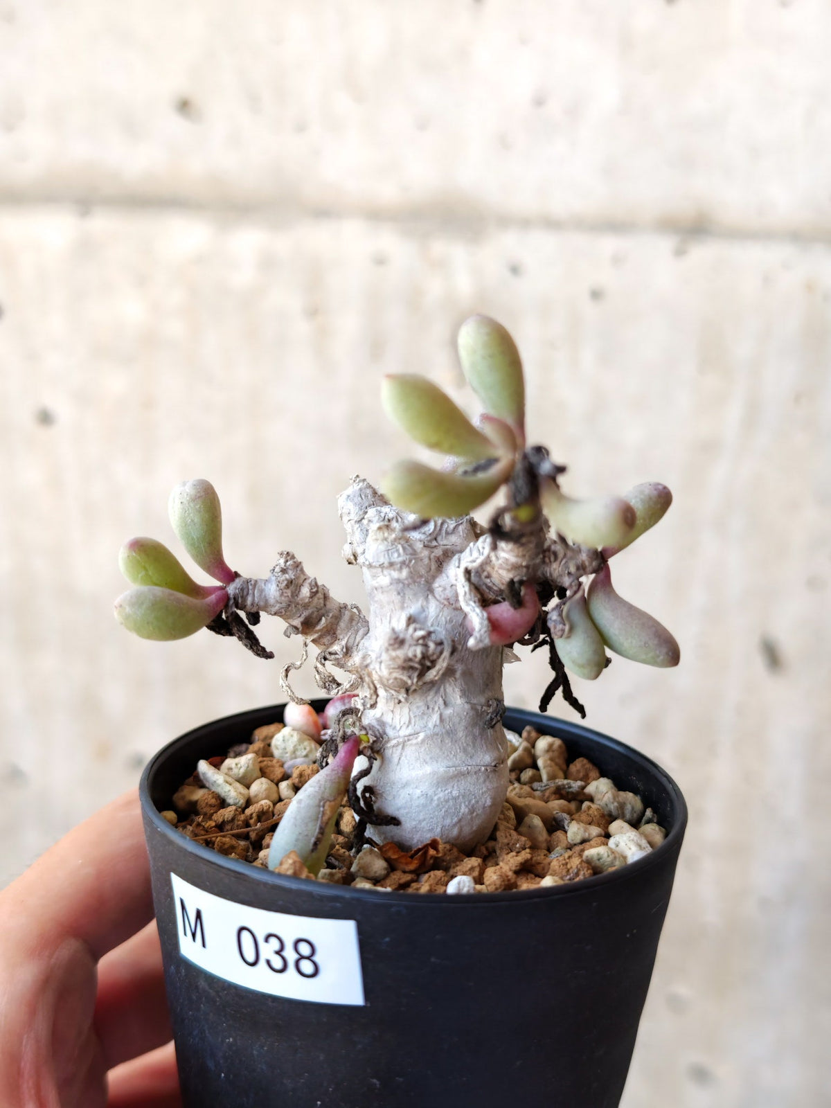 【現品限り】オトンナ・クラビフォリア 実生【M38】 Othonna clavifolia