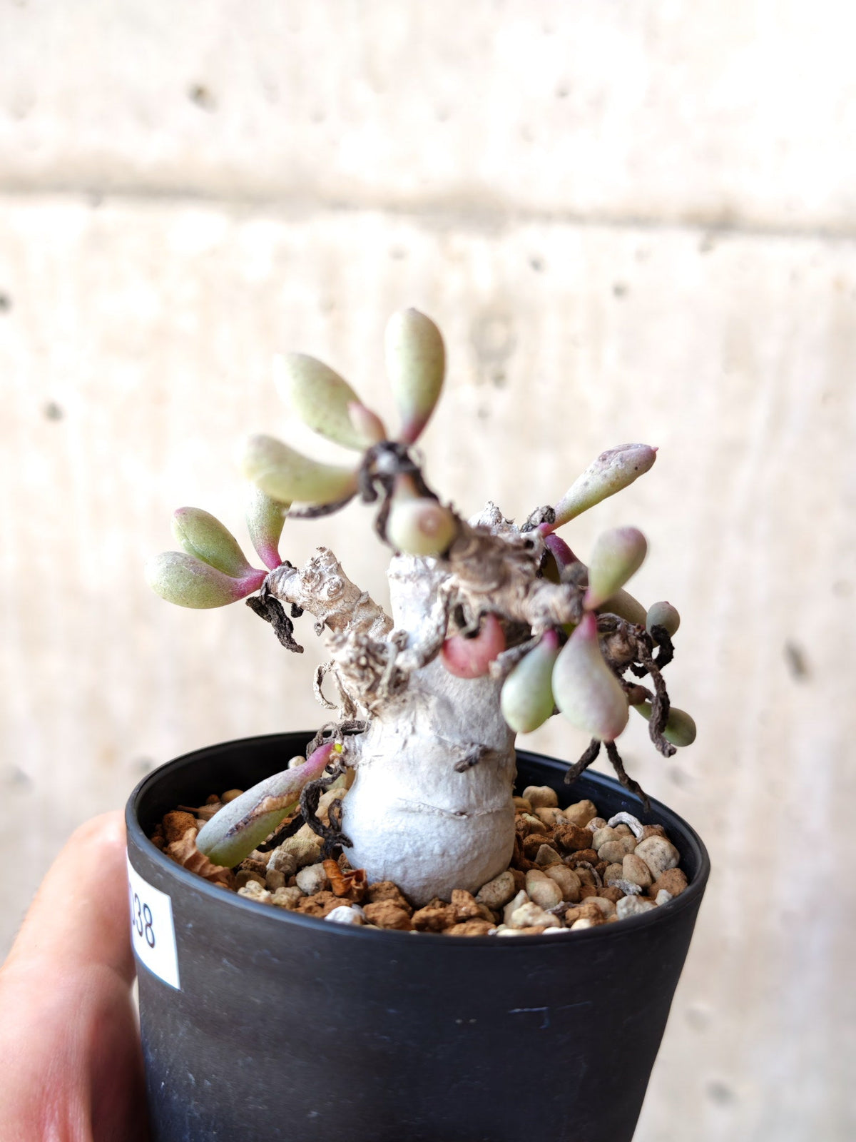 【現品限り】オトンナ・クラビフォリア 実生【M38】 Othonna clavifolia