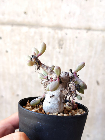 【現品限り】オトンナ・クラビフォリア 実生【M38】 Othonna clavifolia