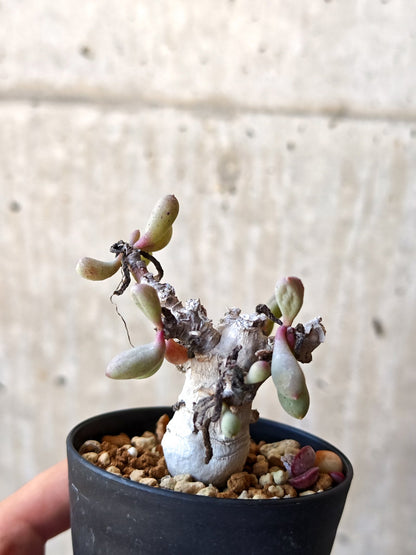 【現品限り】オトンナ・クラビフォリア 実生【M38】 Othonna clavifolia