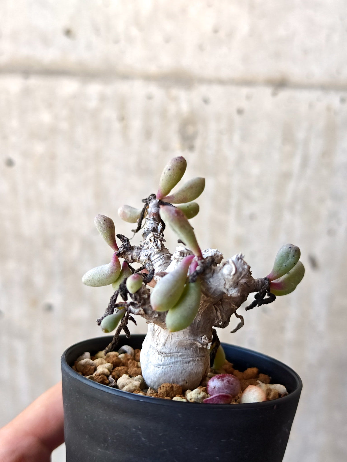 【現品限り】オトンナ・クラビフォリア 実生【M38】 Othonna clavifolia
