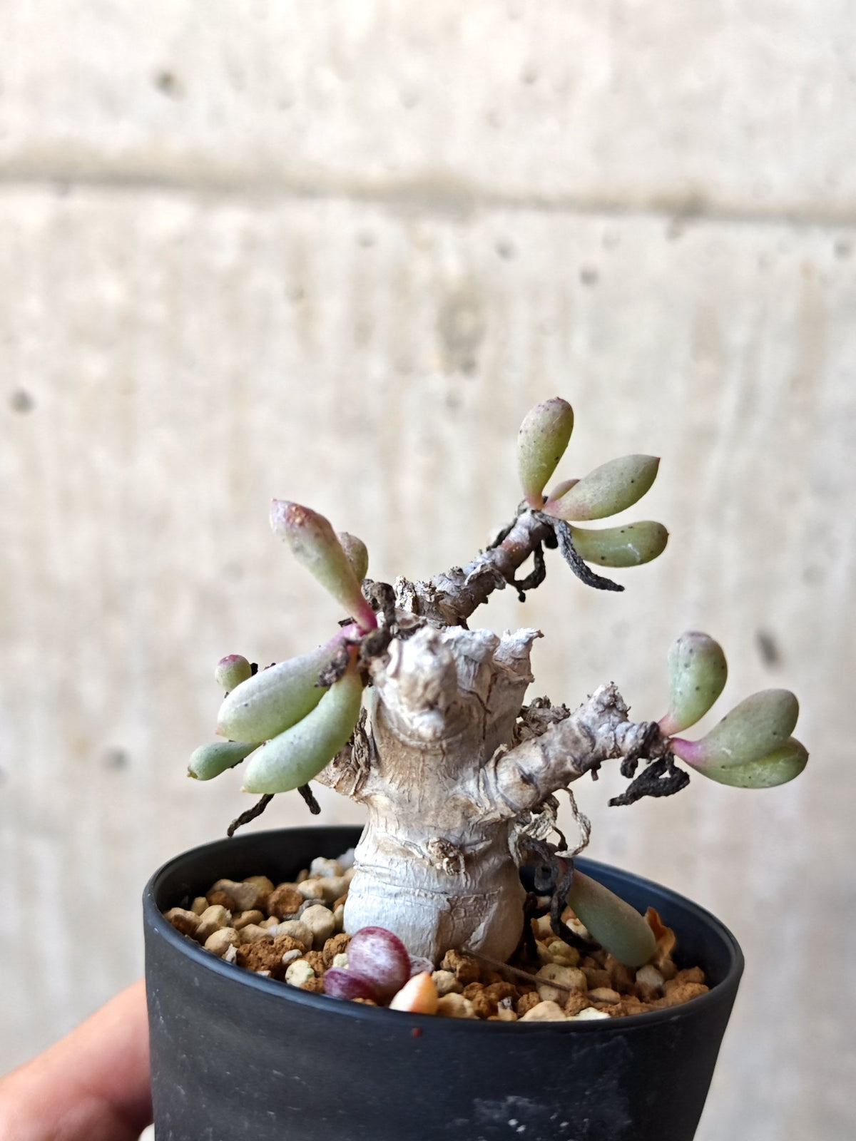 【現品限り】オトンナ・クラビフォリア 実生【M38】 Othonna clavifolia