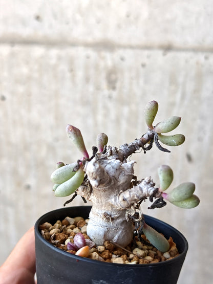 【現品限り】オトンナ・クラビフォリア 実生【M38】 Othonna clavifolia