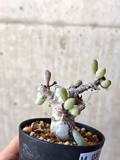 【現品限り】オトンナ・クラビフォリア 実生【M38】 Othonna clavifolia