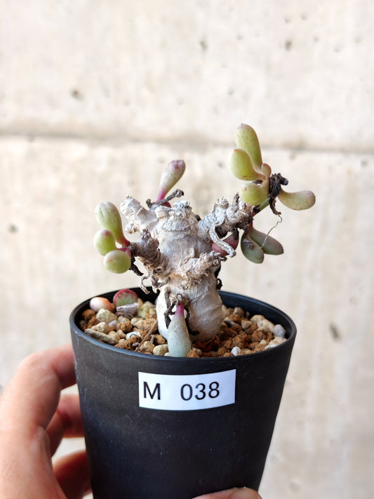 【現品限り】オトンナ・クラビフォリア 実生【M38】 Othonna clavifolia
