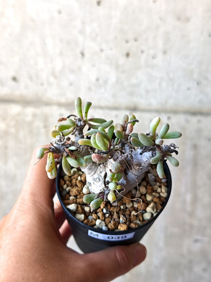 【現品限り】オトンナ・クラビフォリア 実生【M39】 Othonna clavifolia