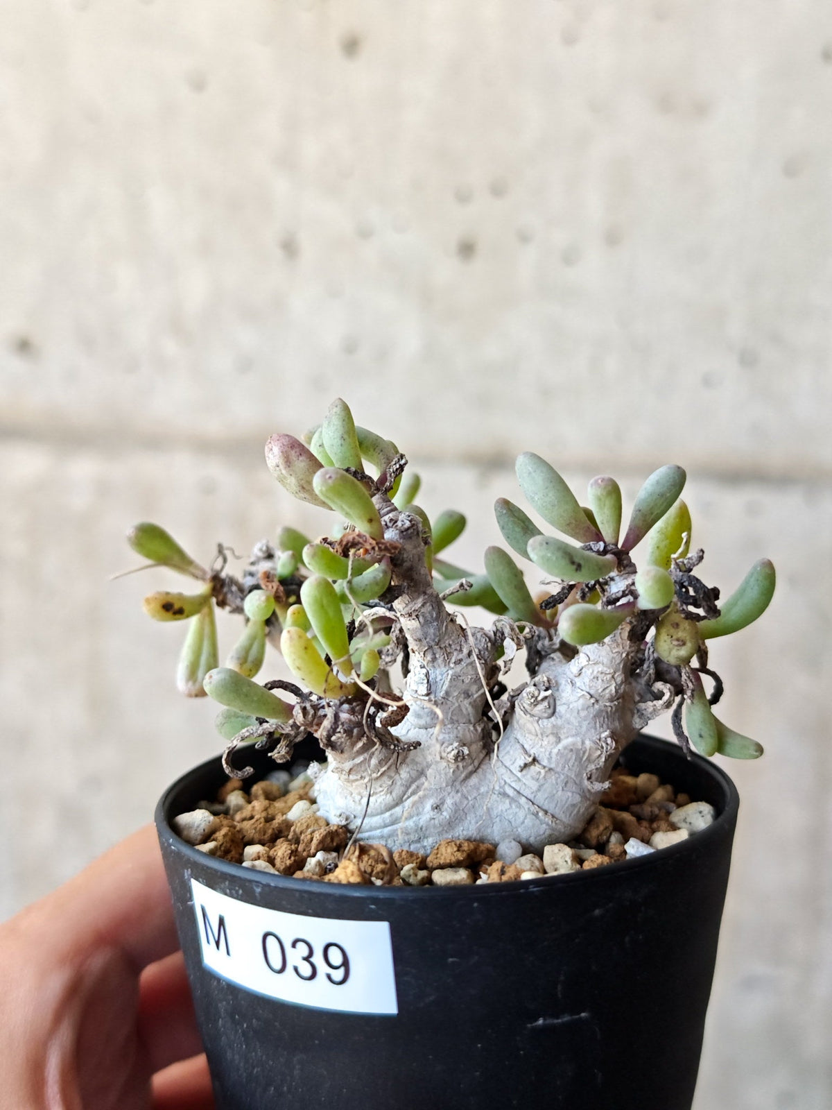 【現品限り】オトンナ・クラビフォリア 実生【M39】 Othonna clavifolia