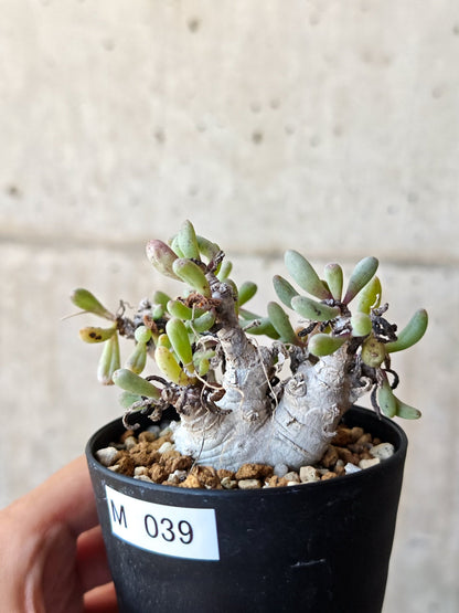【現品限り】オトンナ・クラビフォリア 実生【M39】 Othonna clavifolia
