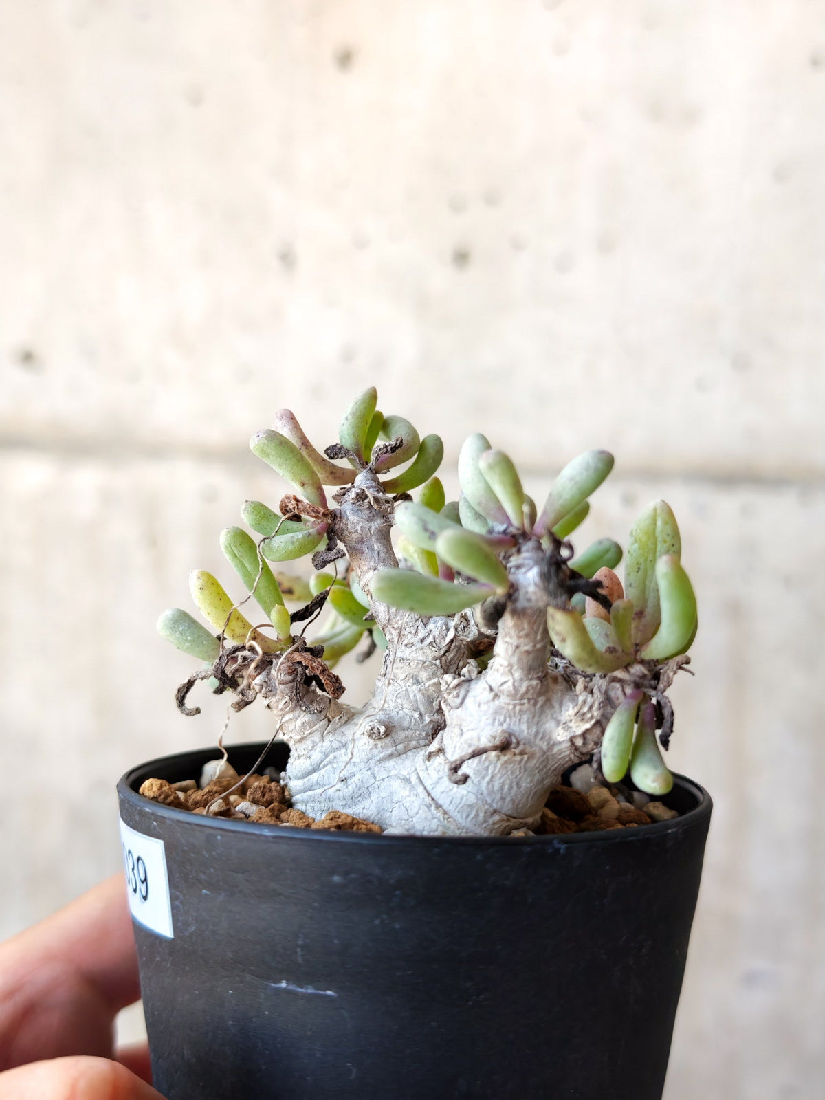 【現品限り】オトンナ・クラビフォリア 実生【M39】 Othonna clavifolia
