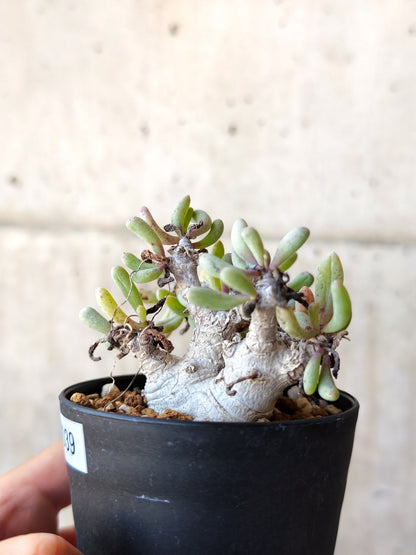 【現品限り】オトンナ・クラビフォリア 実生【M39】 Othonna clavifolia