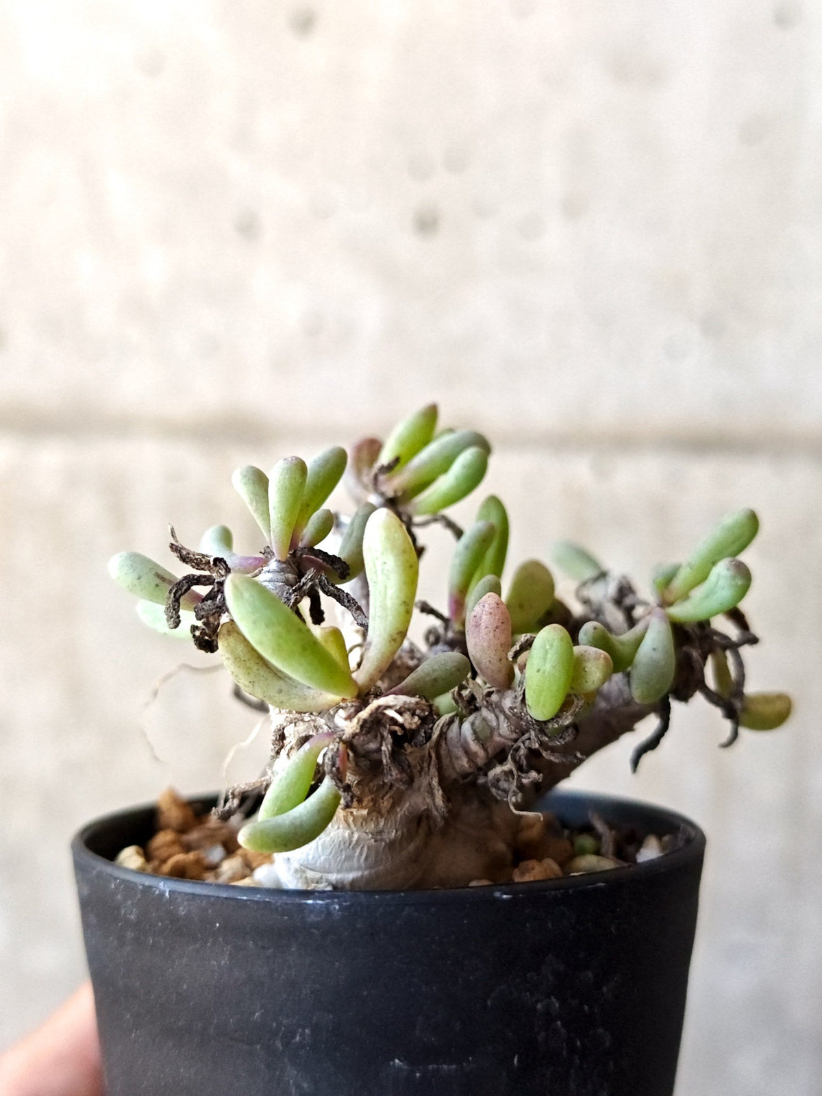 【現品限り】オトンナ・クラビフォリア 実生【M39】 Othonna clavifolia