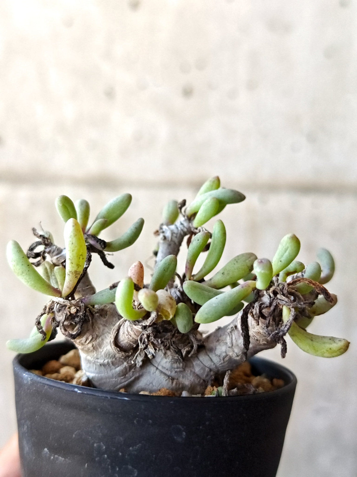 【現品限り】オトンナ・クラビフォリア 実生【M39】 Othonna clavifolia
