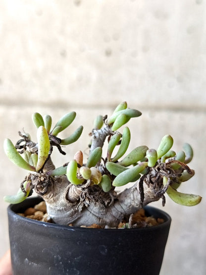 【現品限り】オトンナ・クラビフォリア 実生【M39】 Othonna clavifolia