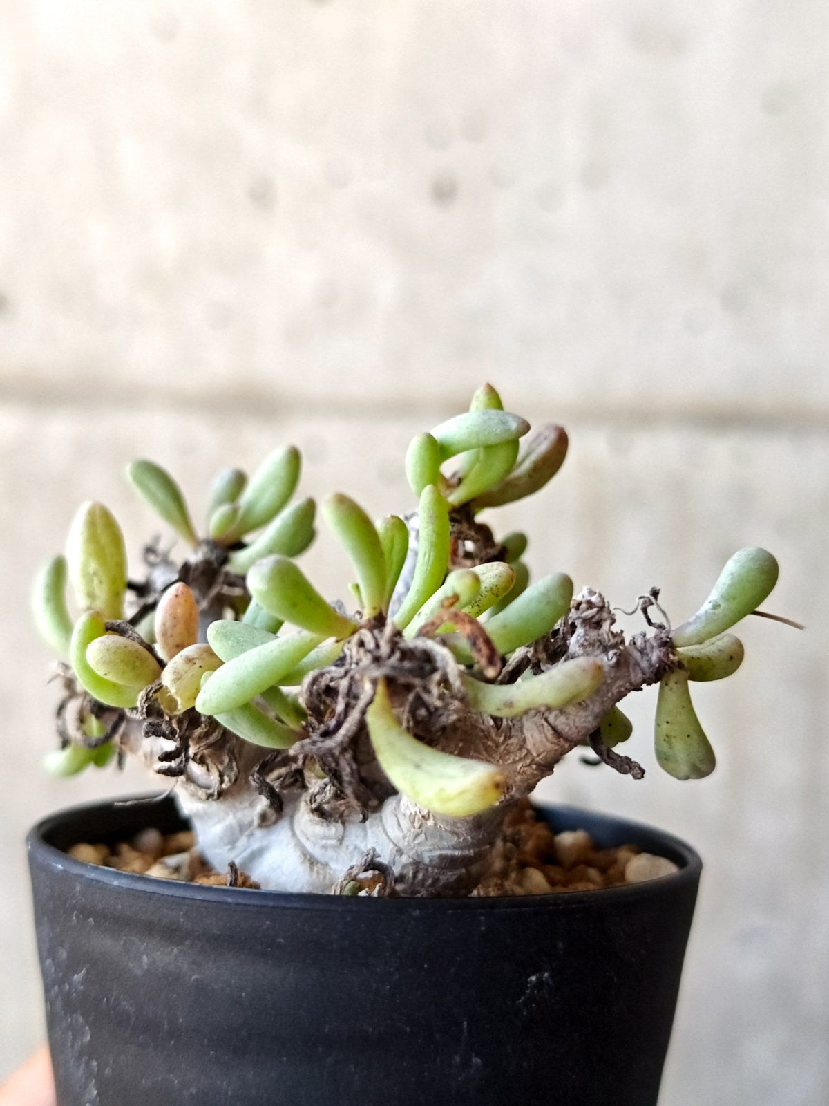 【現品限り】オトンナ・クラビフォリア 実生【M39】 Othonna clavifolia