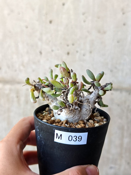 【現品限り】オトンナ・クラビフォリア 実生【M39】 Othonna clavifolia