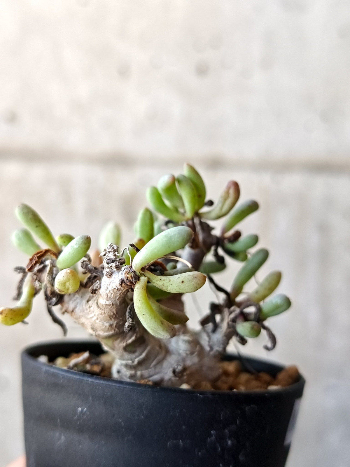 【現品限り】オトンナ・クラビフォリア 実生【M39】 Othonna clavifolia