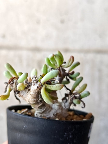 【現品限り】オトンナ・クラビフォリア 実生【M39】 Othonna clavifolia
