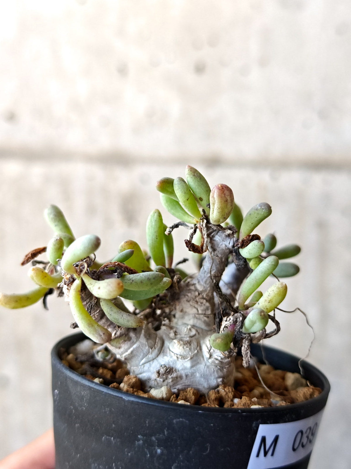【現品限り】オトンナ・クラビフォリア 実生【M39】 Othonna clavifolia