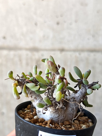 【現品限り】オトンナ・クラビフォリア 実生【M39】 Othonna clavifolia
