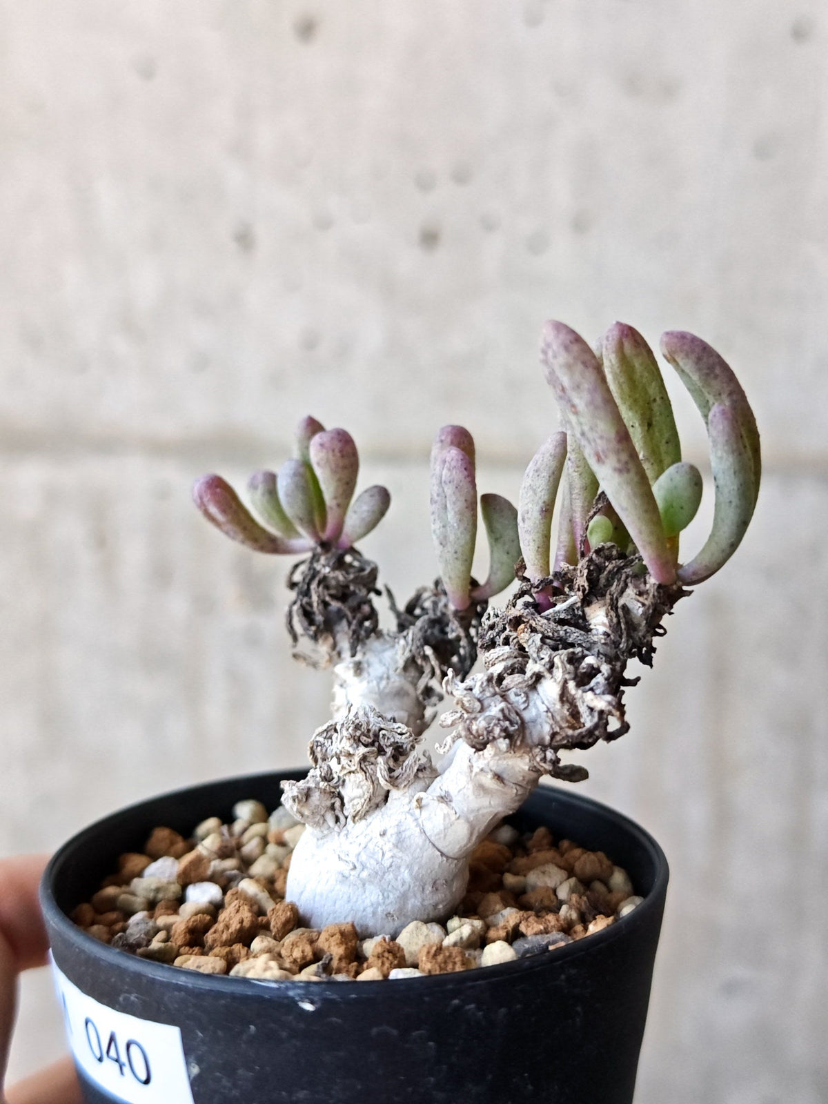 【現品限り】オトンナ・クラビフォリア 実生【M40】 Othonna clavifolia