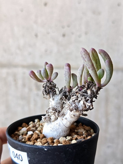 【現品限り】オトンナ・クラビフォリア 実生【M40】 Othonna clavifolia