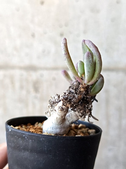 【現品限り】オトンナ・クラビフォリア 実生【M40】 Othonna clavifolia