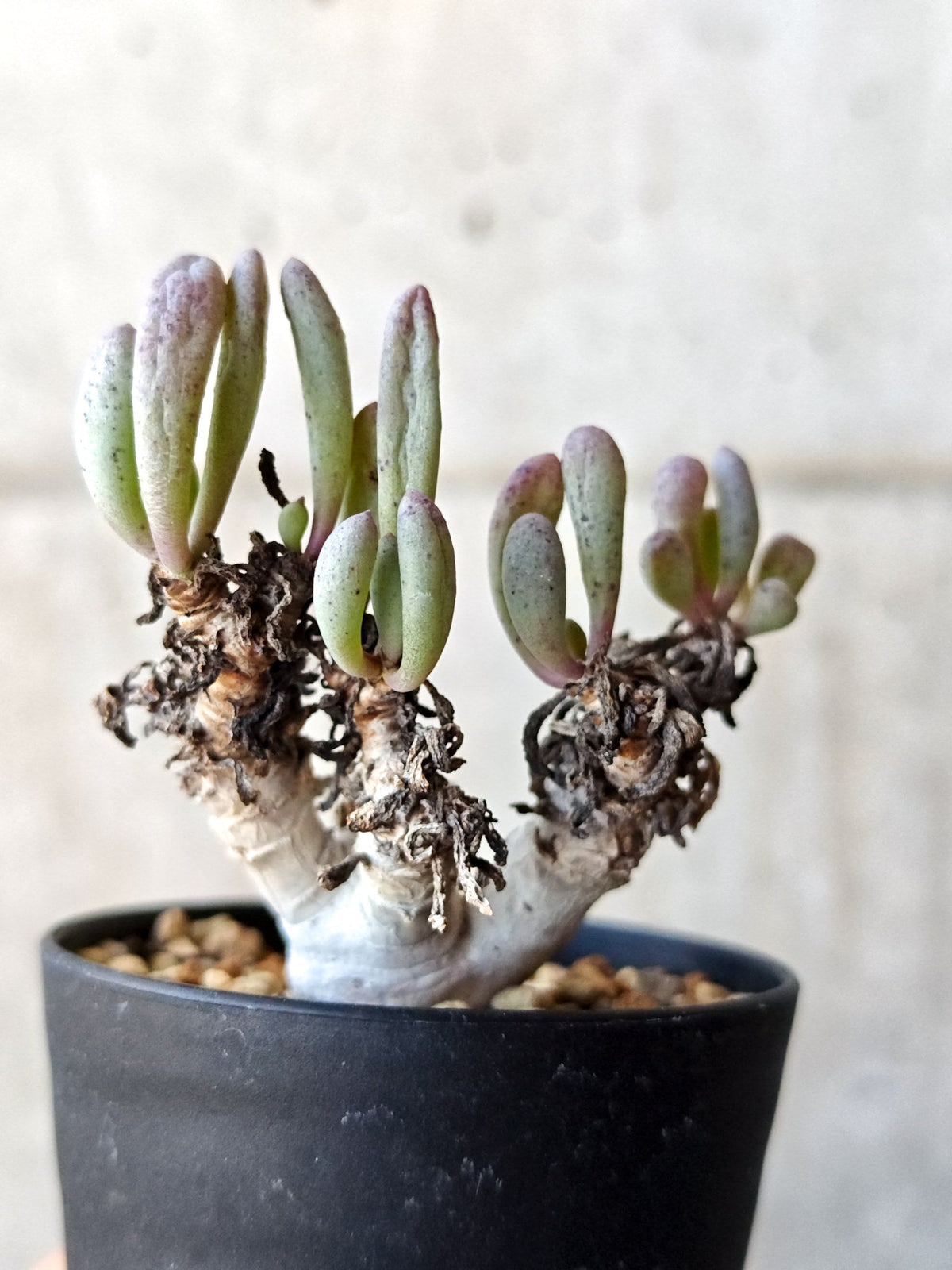 【現品限り】オトンナ・クラビフォリア 実生【M40】 Othonna clavifolia