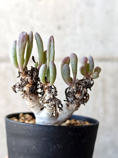 【現品限り】オトンナ・クラビフォリア 実生【M40】 Othonna clavifolia