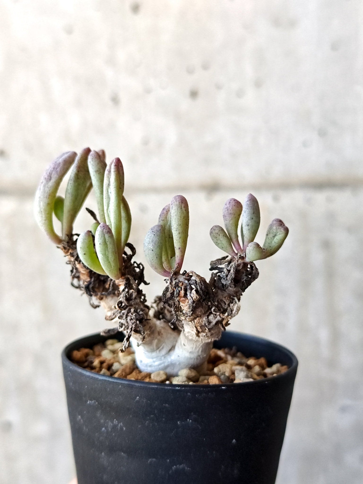 【現品限り】オトンナ・クラビフォリア 実生【M40】 Othonna clavifolia