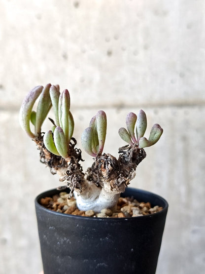 【現品限り】オトンナ・クラビフォリア 実生【M40】 Othonna clavifolia