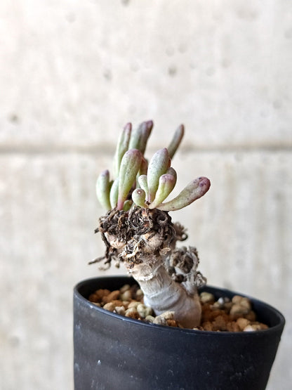 【現品限り】オトンナ・クラビフォリア 実生【M40】 Othonna clavifolia