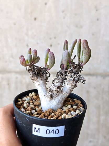 【現品限り】オトンナ・クラビフォリア 実生【M40】 Othonna clavifolia