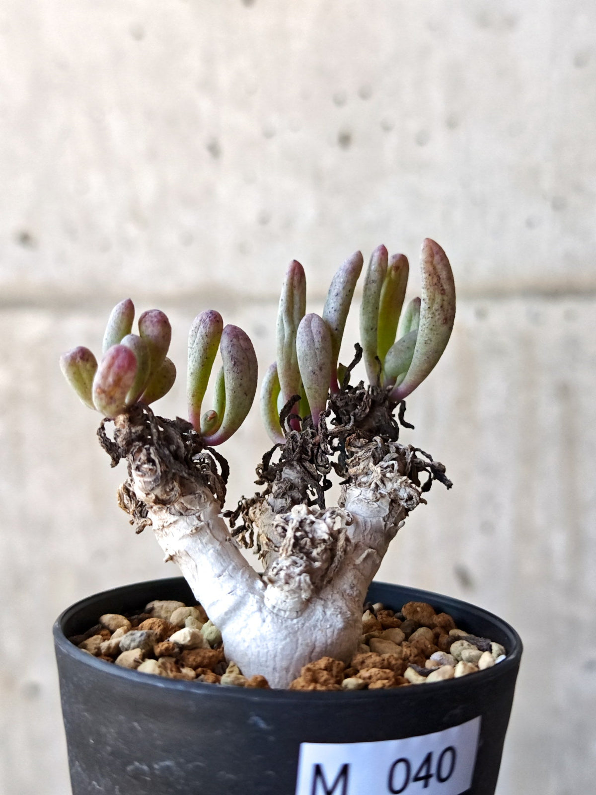 【現品限り】オトンナ・クラビフォリア 実生【M40】 Othonna clavifolia
