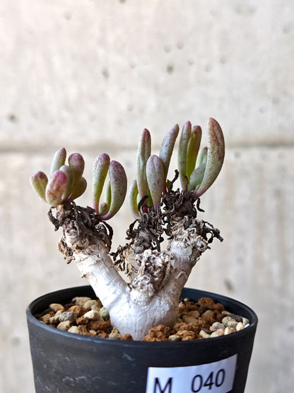 【現品限り】オトンナ・クラビフォリア 実生【M40】 Othonna clavifolia