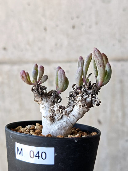 【現品限り】オトンナ・クラビフォリア 実生【M40】 Othonna clavifolia