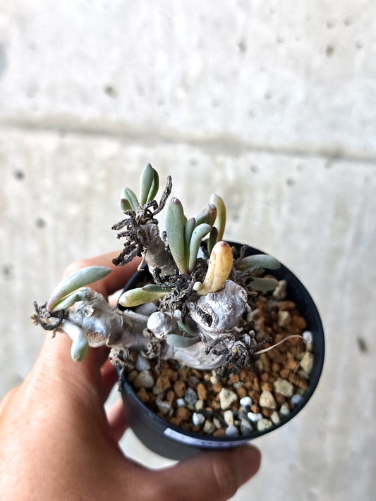 【現品限り】オトンナ・クラビフォリア 実生【M41】 Othonna clavifolia