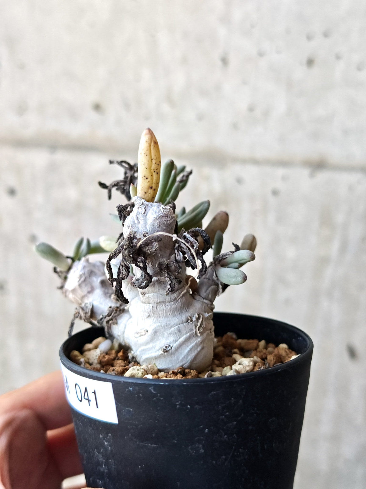 【現品限り】オトンナ・クラビフォリア 実生【M41】 Othonna clavifolia