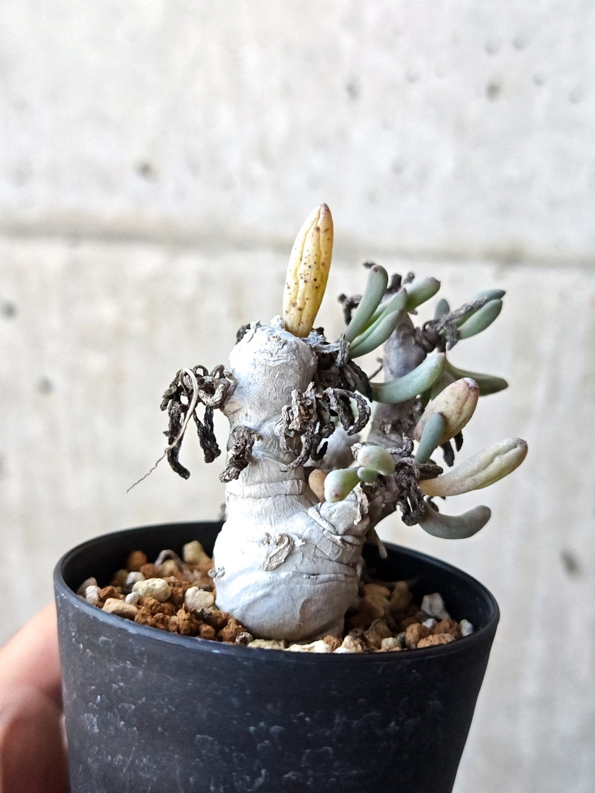 【現品限り】オトンナ・クラビフォリア 実生【M41】 Othonna clavifolia