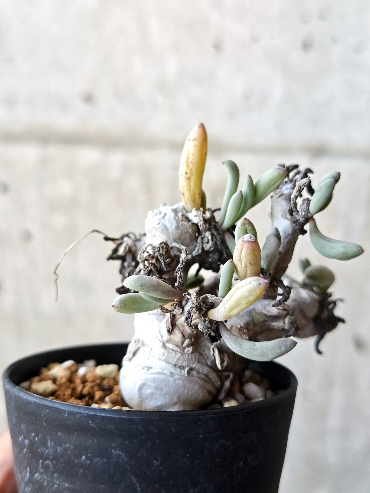 【現品限り】オトンナ・クラビフォリア 実生【M41】 Othonna clavifolia