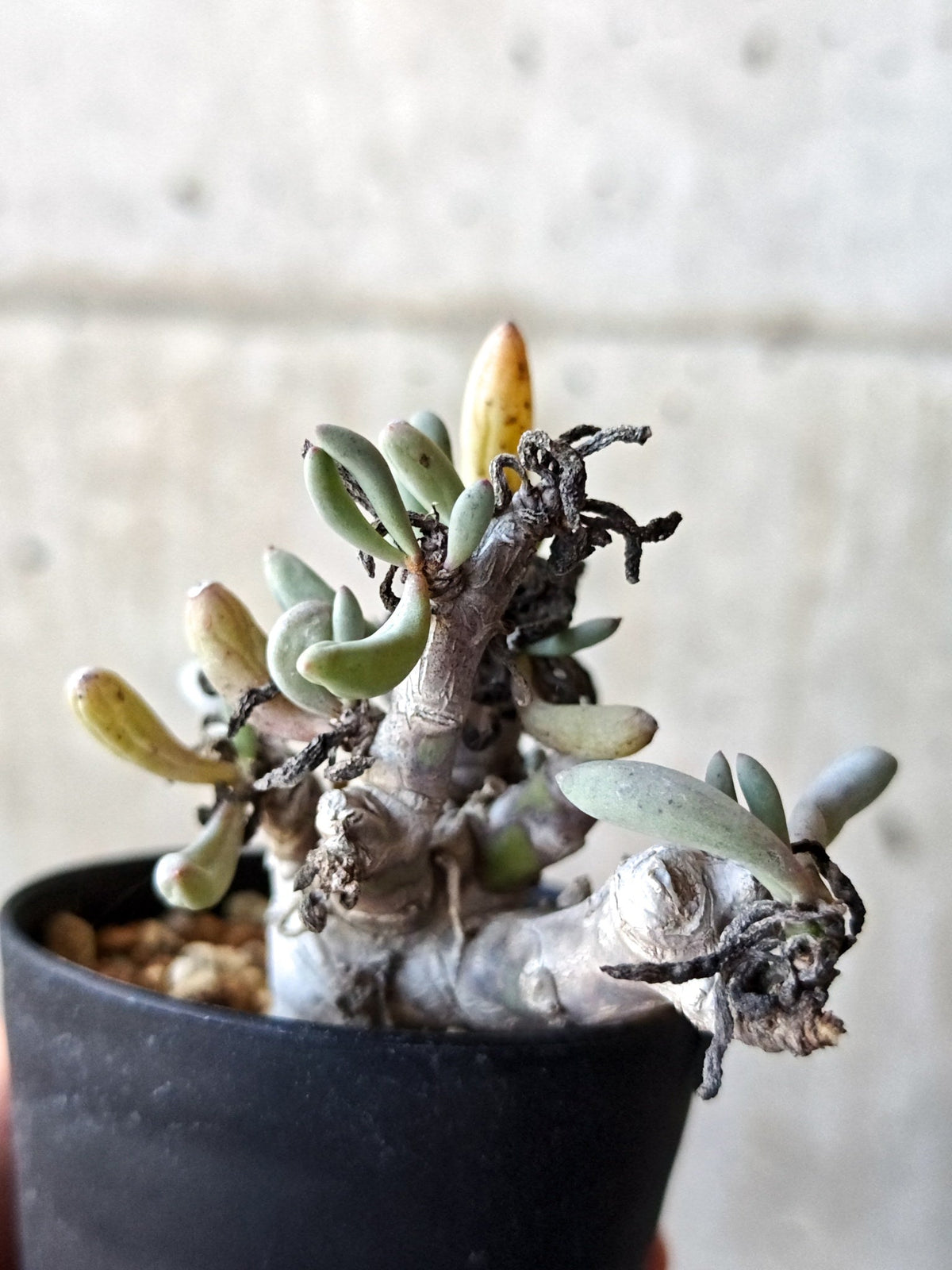 【現品限り】オトンナ・クラビフォリア 実生【M41】 Othonna clavifolia