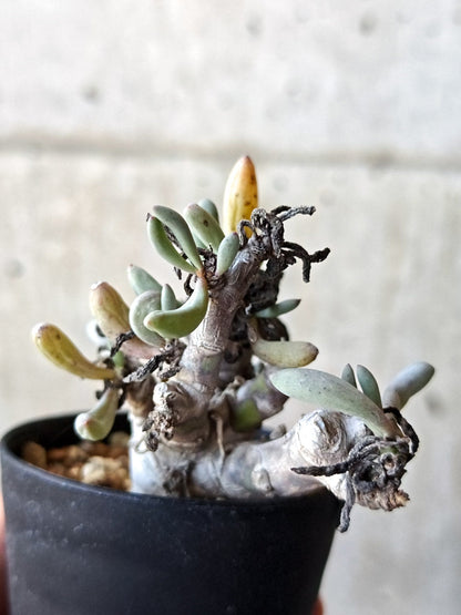 【現品限り】オトンナ・クラビフォリア 実生【M41】 Othonna clavifolia