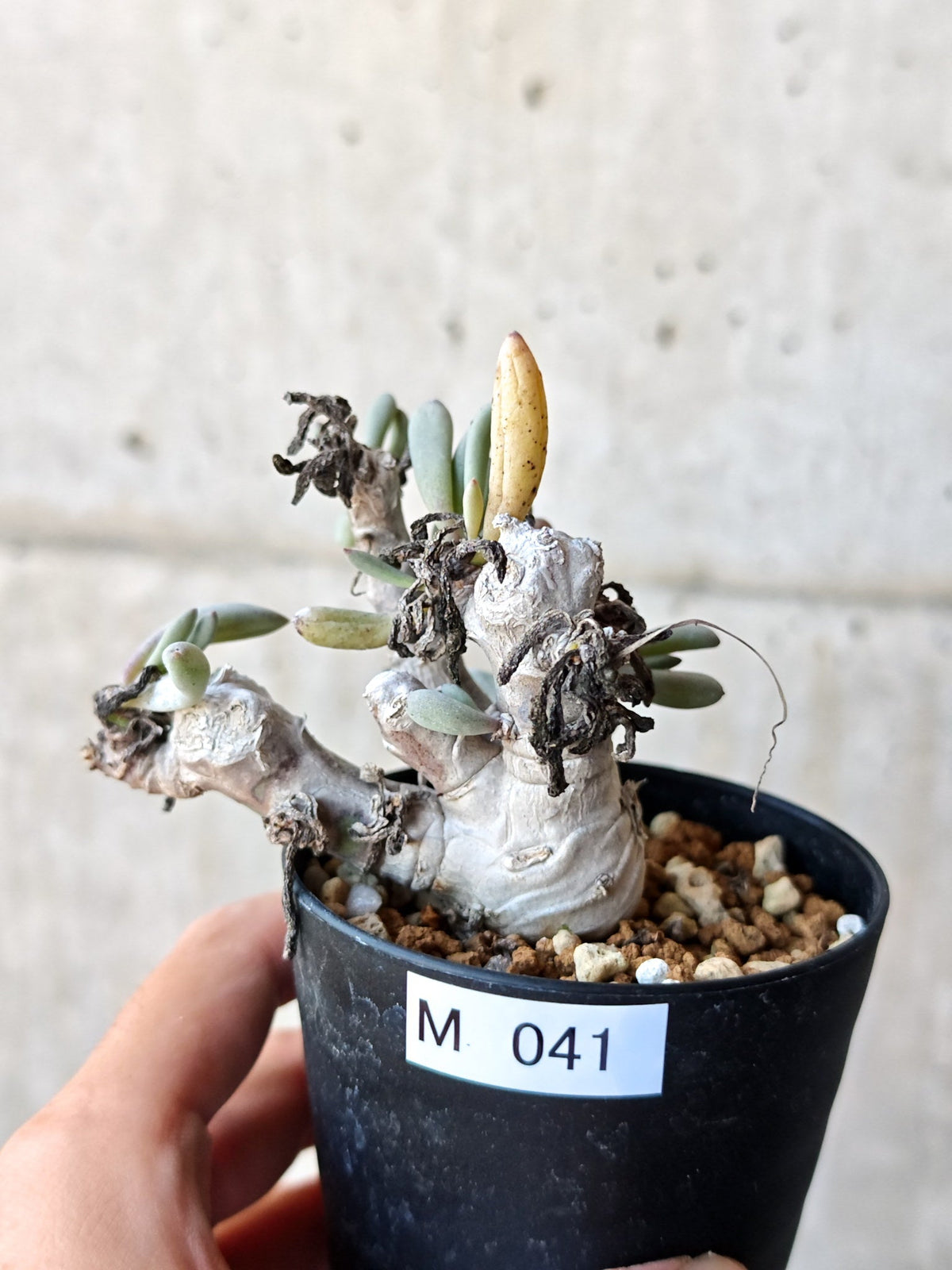 【現品限り】オトンナ・クラビフォリア 実生【M41】 Othonna clavifolia