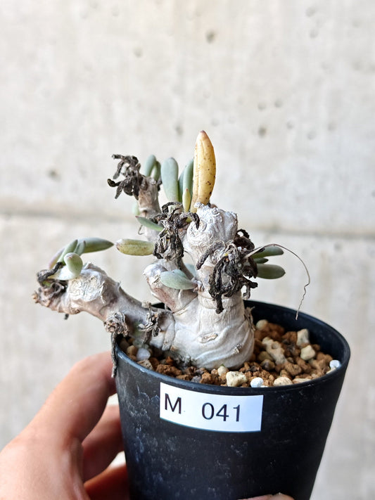 【現品限り】オトンナ・クラビフォリア 実生【M41】 Othonna clavifolia