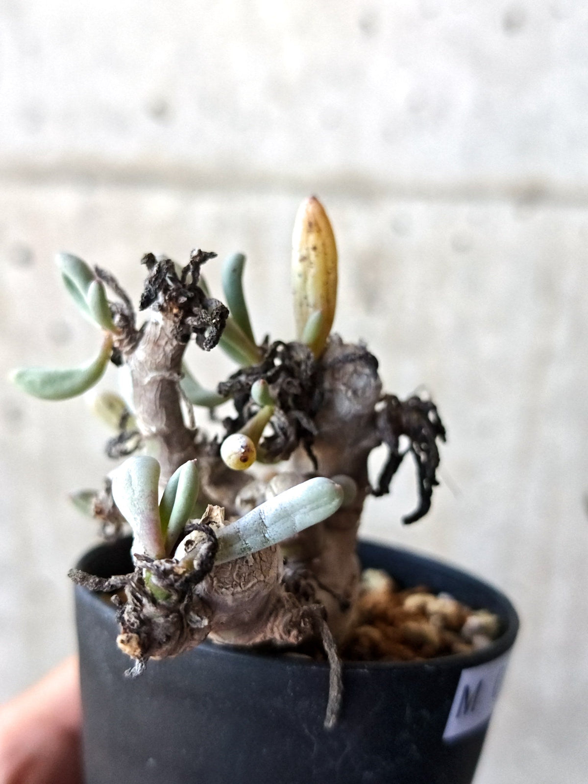 【現品限り】オトンナ・クラビフォリア 実生【M41】 Othonna clavifolia