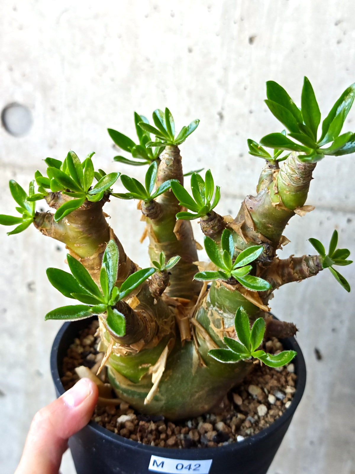 【現品限り】チレコドン・パニクラータス 現地株 発根済み 2年管理【M42】 Tylecodon paniculatus